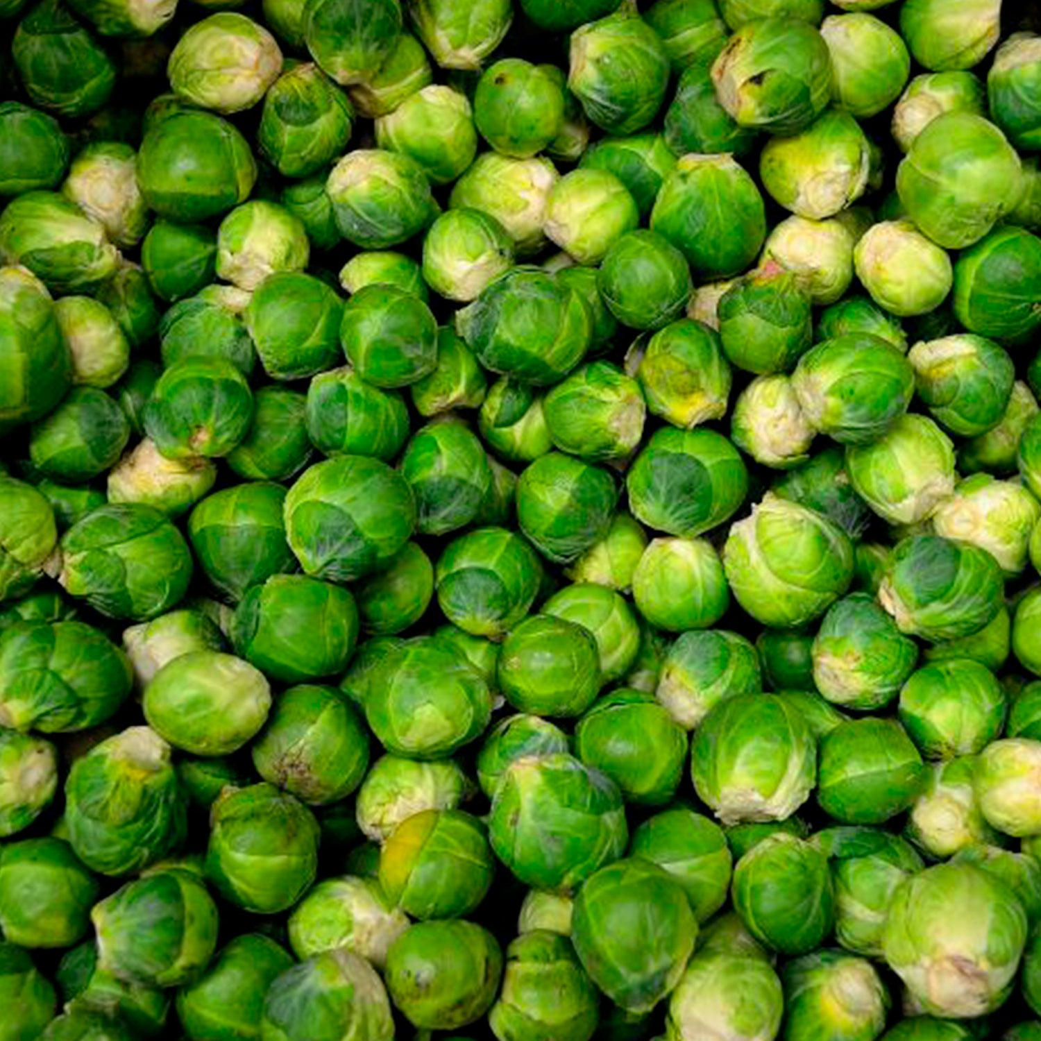 Vegetable - Brussels Spruts Seeds