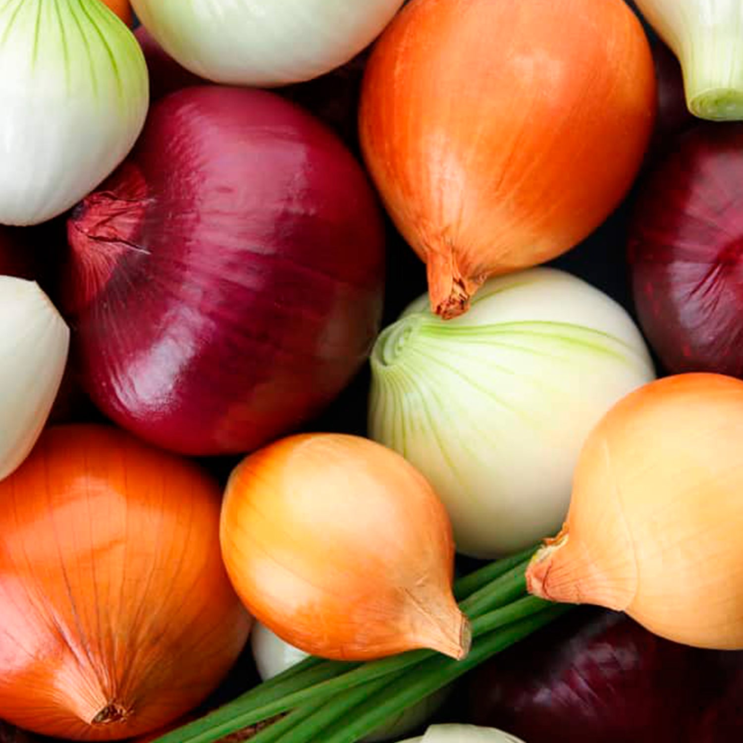 Vegetable - Onion Seeds