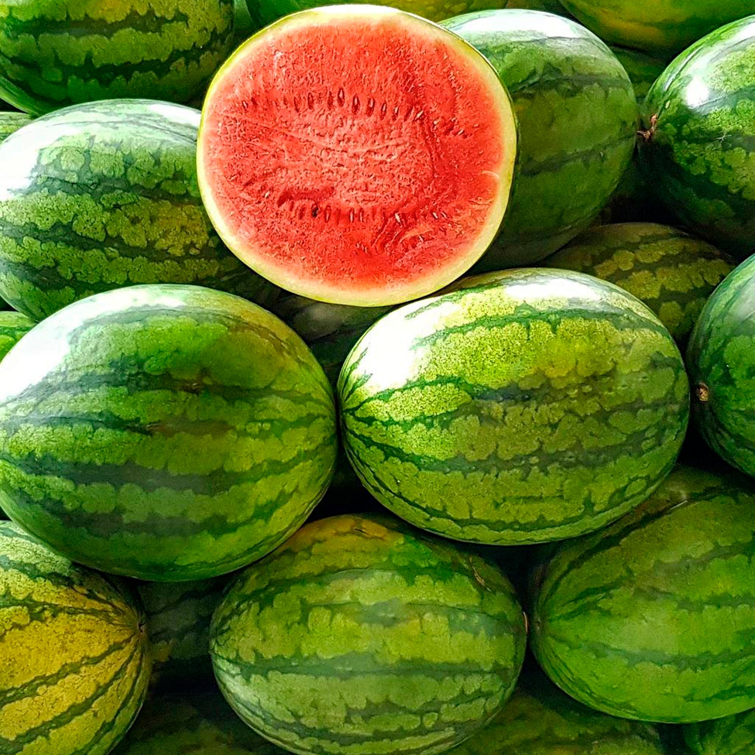 Vegetable - Watermelon Seeds