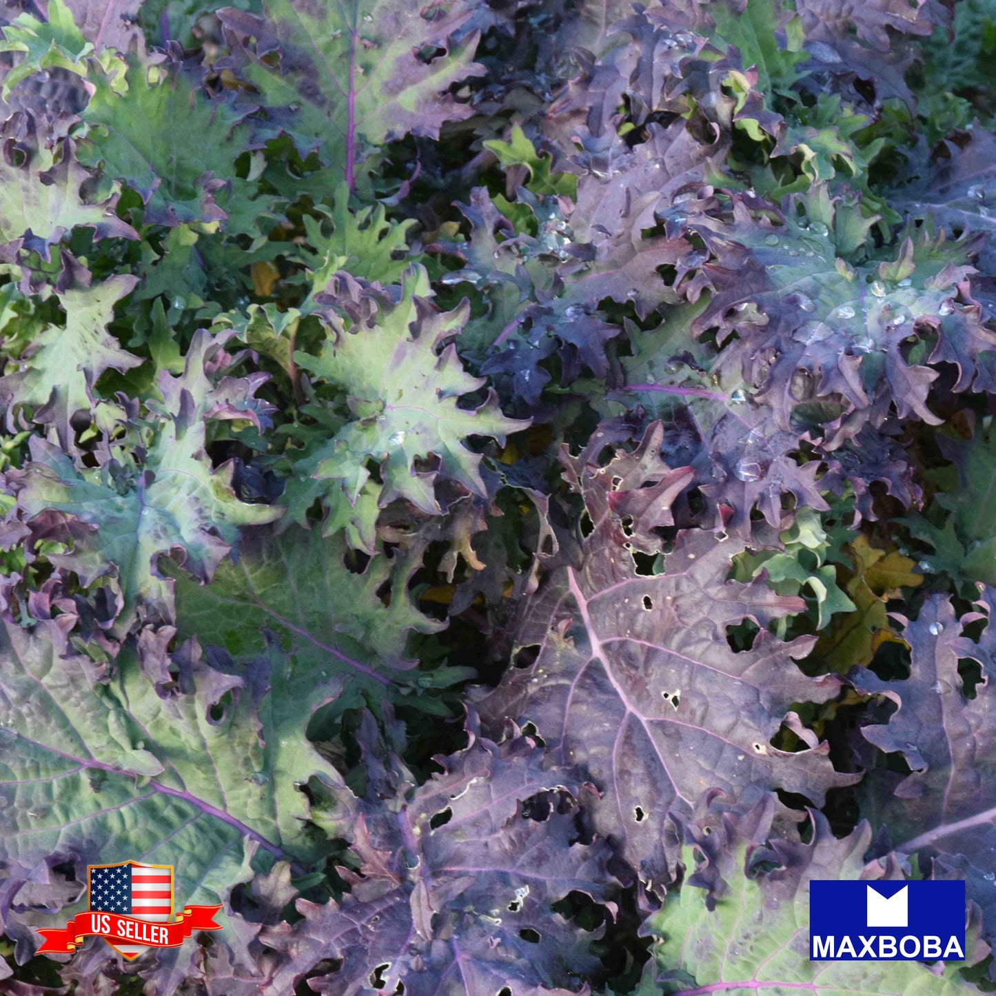 Kale Red Seeds Non-GMO Heirloom Vegetable Garden