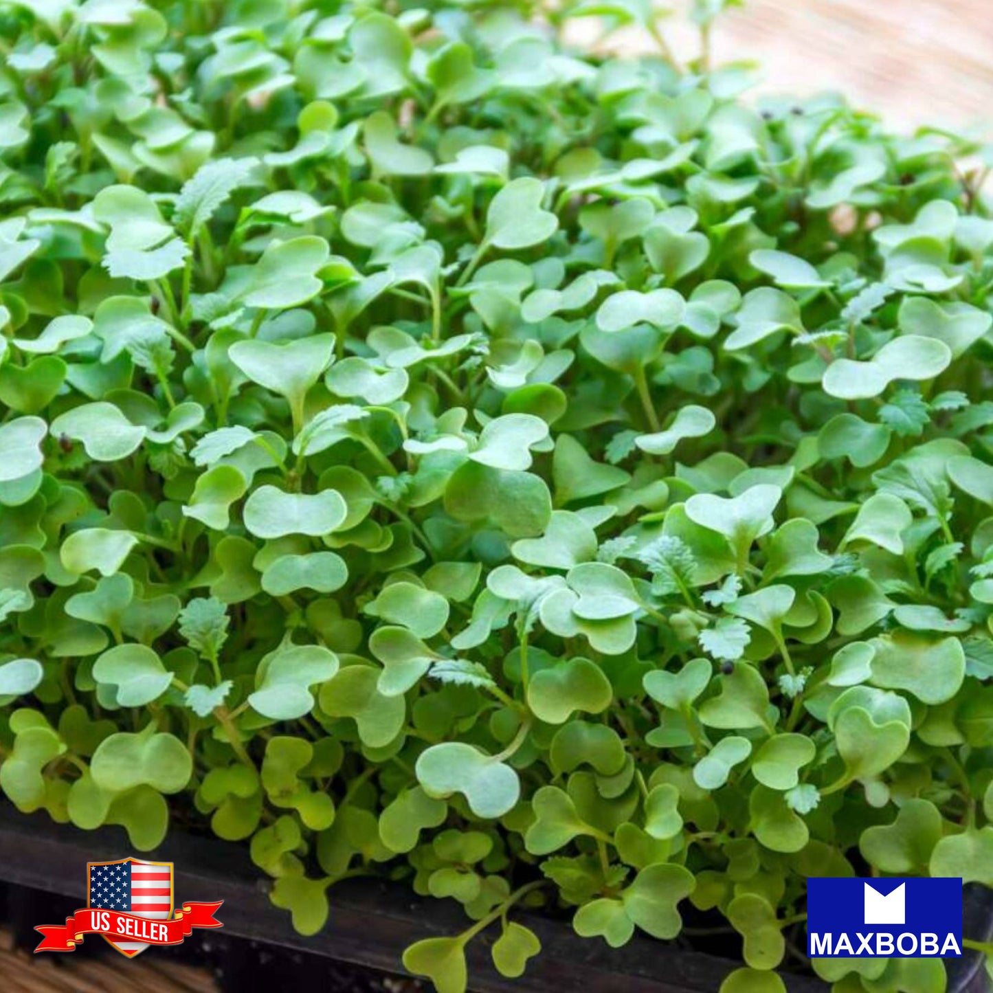 Green Cabbage Microgreens Seeds Heirloom Non-GMO