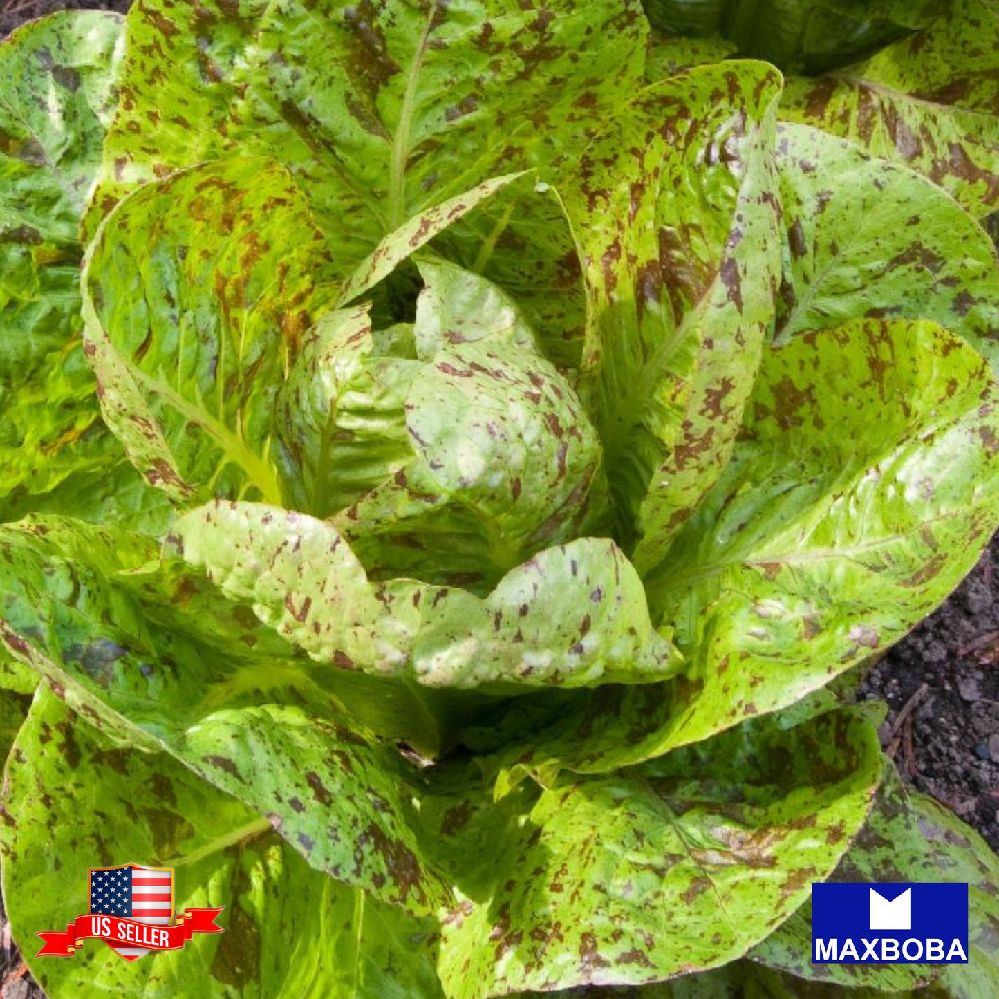 Lettuce Romaine Freckles Seeds  Heirloom Vegetable Non-GMO