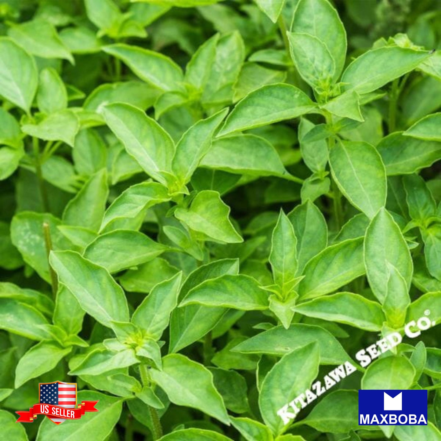Basil Seeds Thai Heirloom Non-GMO Container
