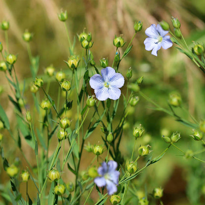 Non-GMO Linum Seeds - Blue Flax Linum perenne var. lewisii Herb Garden Fresh