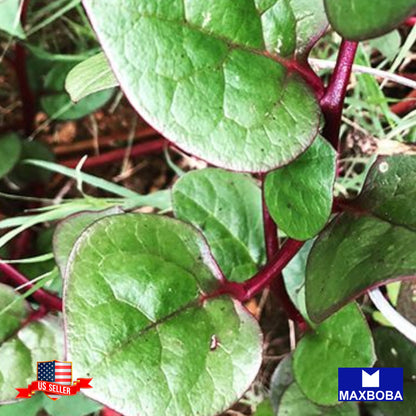 Spinach Red Malabar Spinach Seeds Vegetable Heirloom Non-GMO