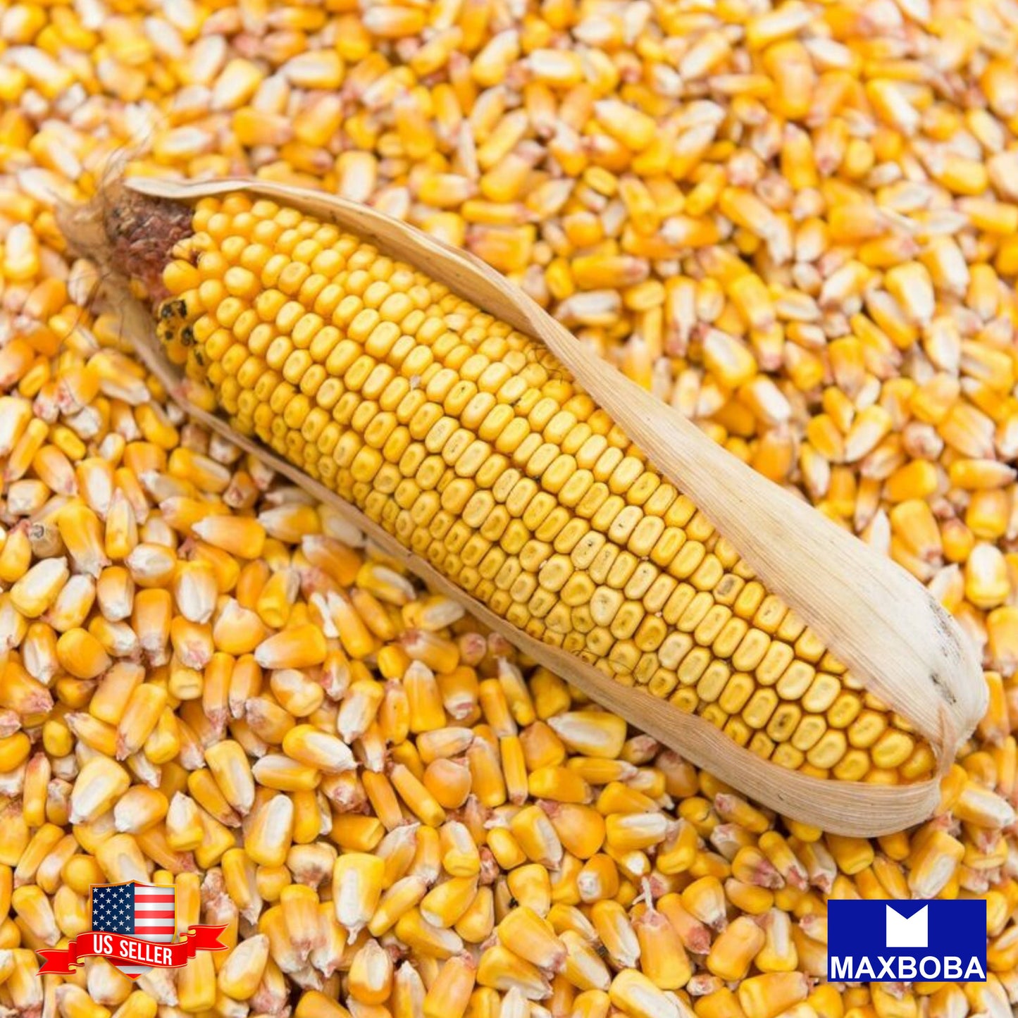 Corn Popcorn Yellow Seeds Organic Heirloom Vegetable Non-GMO