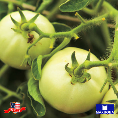 Tomato Seeds Slicing Beefsteak White Heirloom Vegetable Non-GMO